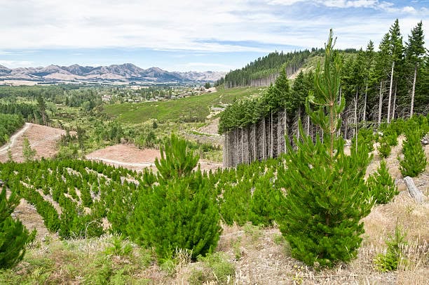 Tree Planting